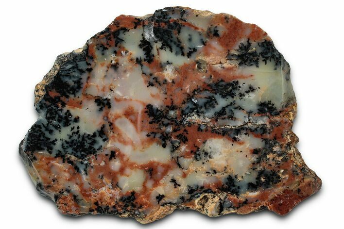 Polished Wanong Dendritic Opal Slab - Western Australia #353281